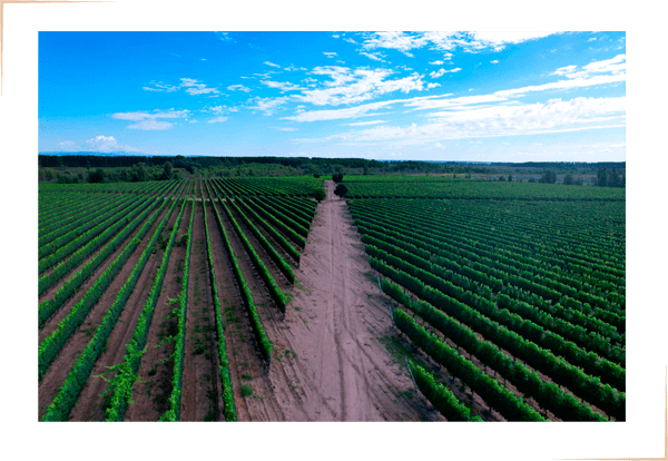 las pintadas valle de uco